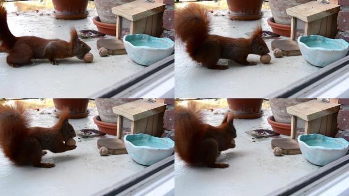 一只红发欧亚松鼠在公寓楼的城市阳台上寻找坚果