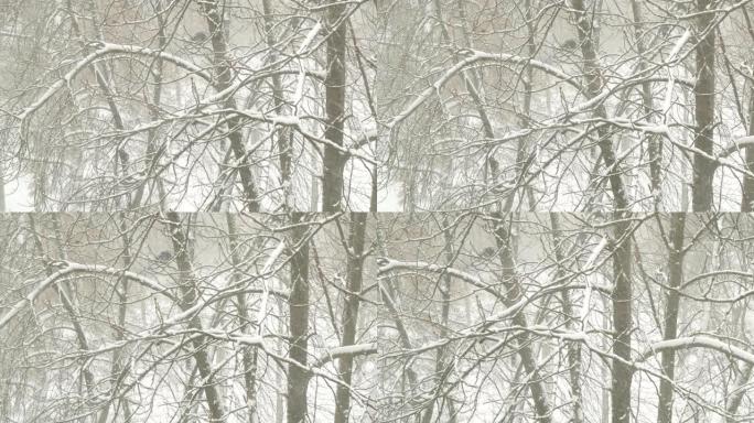 暴风雪中积雪覆盖的树木和黑乌鸦的景色。乌鸦在大雪中坐在树上