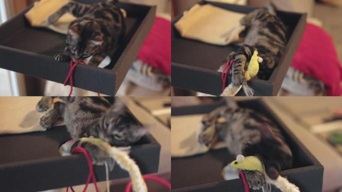 小猫玩羊毛球