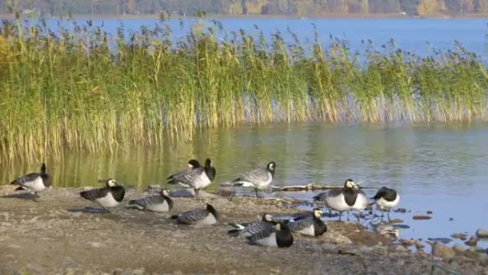 芬兰湖边有很多黑鹅
