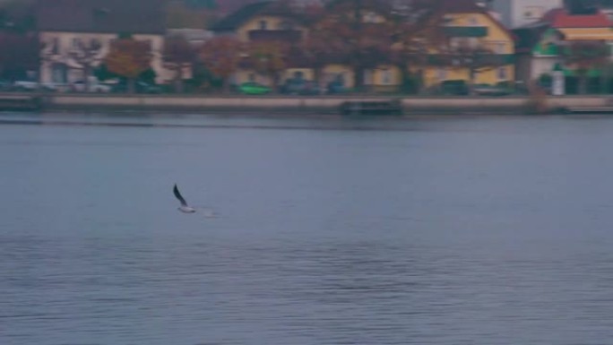 日落时格蒙登特劳恩湖的海鸥