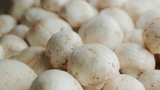 烹饪中只有采摘的香菇是流行的蘑菇