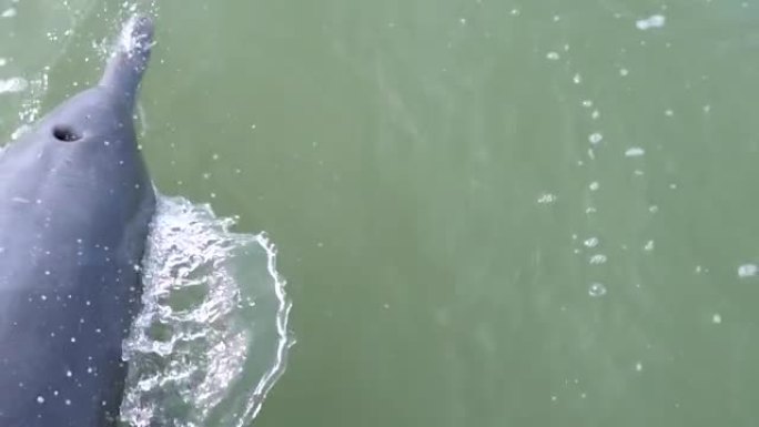 特写海豚慢动作跳出水面的视频。在印度古吉拉特邦库奇湾