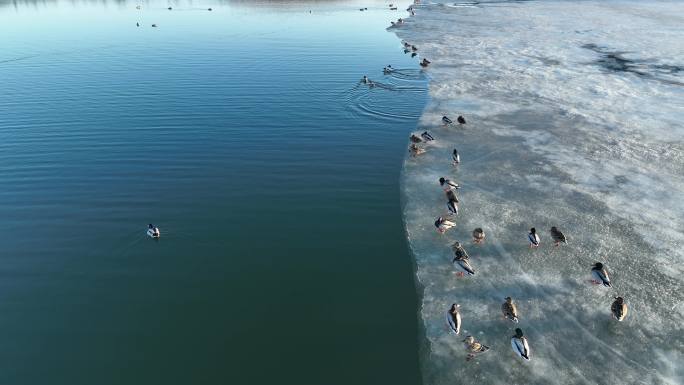 湖水里冰岸上的野鸭子