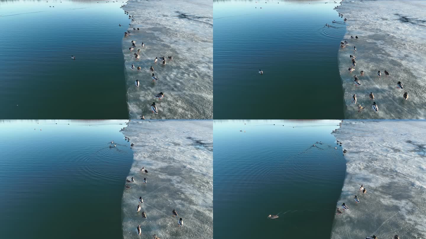 湖水里冰岸上的野鸭子