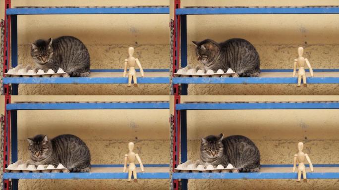 站在猫旁边的人体模型