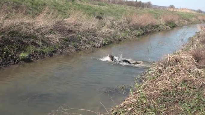 德国牧羊犬跳到小溪里去找树枝，游泳，爬出嘴里的树枝
