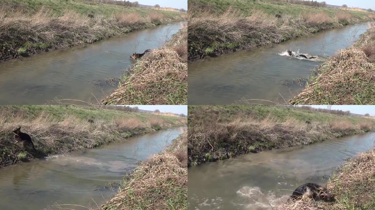 德国牧羊犬跳到小溪里去找树枝，游泳，爬出嘴里的树枝