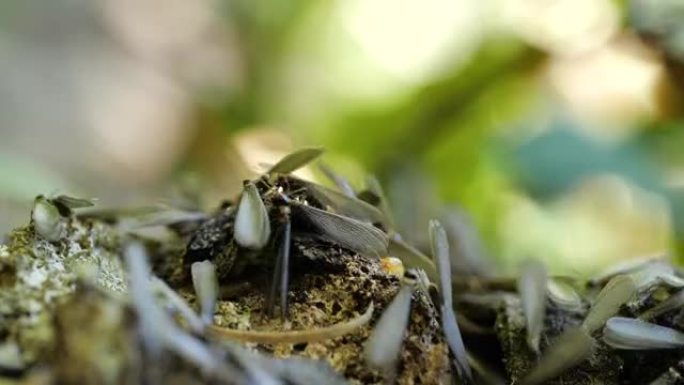 白蚁科。有翼的蚂蚁。