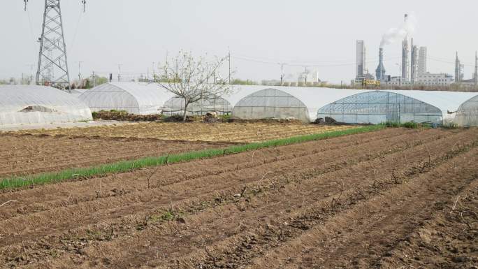 乡村振兴土地菜地 小葱 塑料大棚蔬菜种植