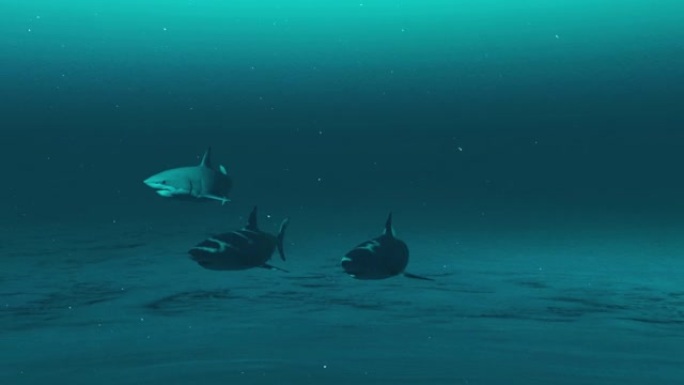 三只大白鲨在深蓝色的海水中游泳，白鲨的水下场景，海洋生物的美丽，4k高质量