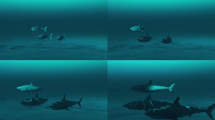 三只大白鲨在深蓝色的海水中游泳，白鲨的水下场景，海洋生物的美丽，4k高质量
