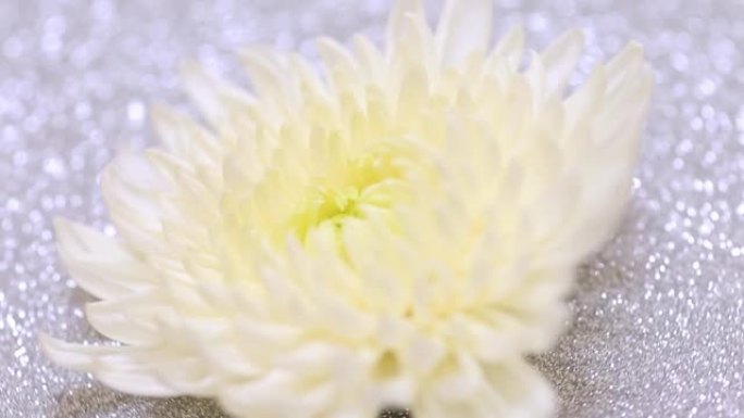 银色背景上的白菊花