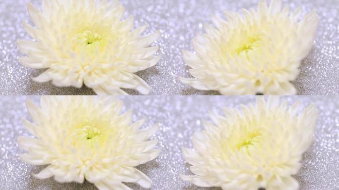 银色背景上的白菊花
