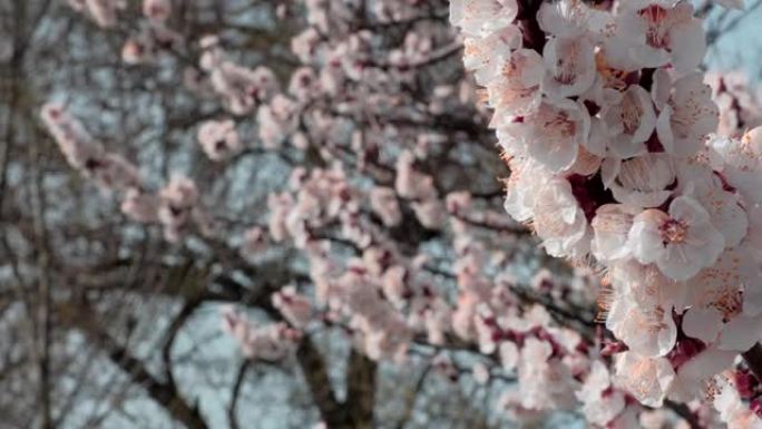 树枝上有美丽的白色春天杏花。开花背景上开花杏子的自然场景。植物开花概念。盛开的背景