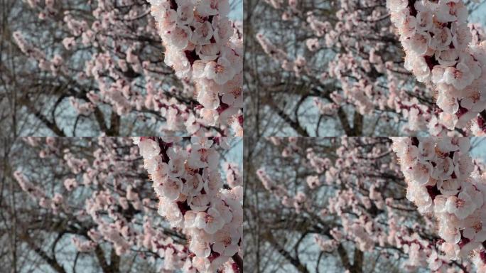 树枝上有美丽的白色春天杏花。开花背景上开花杏子的自然场景。植物开花概念。盛开的背景