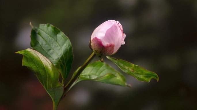 芍药花开合集4k60帧