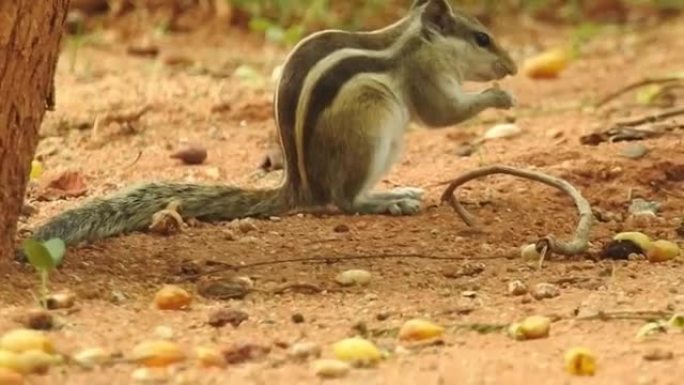 一只松鼠在森林里吃黄花的特写镜头，干叶背景孤立。松鼠脸。树上的灰松鼠在吃食物。松鼠吃撒尿坚果特写镜头