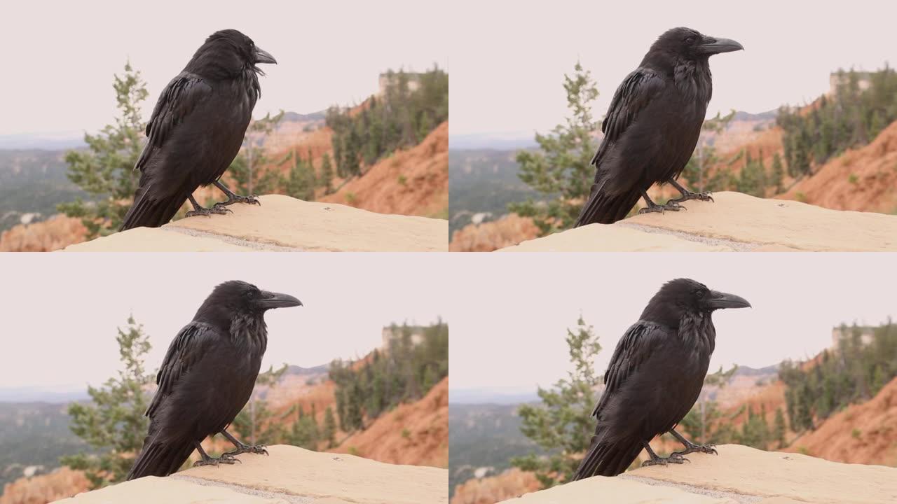 犹他州布莱斯峡谷国家公园的一只黑乌鸦。美国