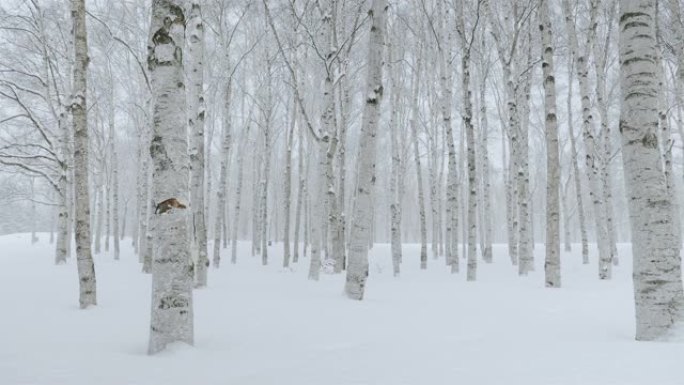 白桦树的森林东北地区冬季冬日寒冷