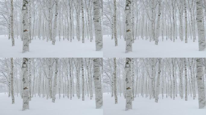 白桦树的森林东北地区冬季冬日寒冷