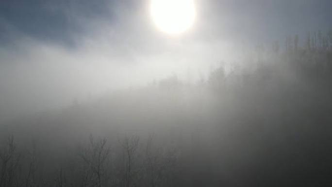 白霜树、雾和蓝天