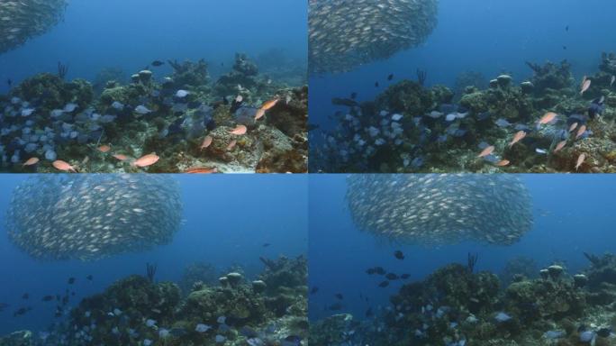 库拉索岛加勒比海珊瑚礁绿松石水中的诱饵球和鱼群