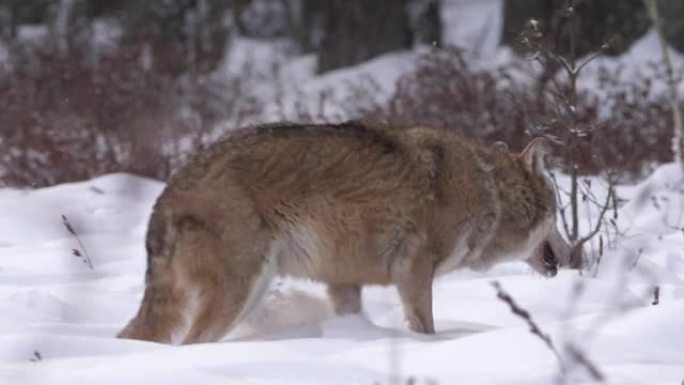 几只狼在冬天的森林里在雪地里奔跑