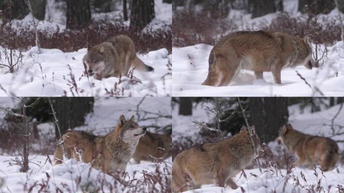 几只狼在冬天的森林里在雪地里奔跑