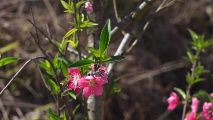 蜜蜂春天蜜蜂采花油菜田野油菜花