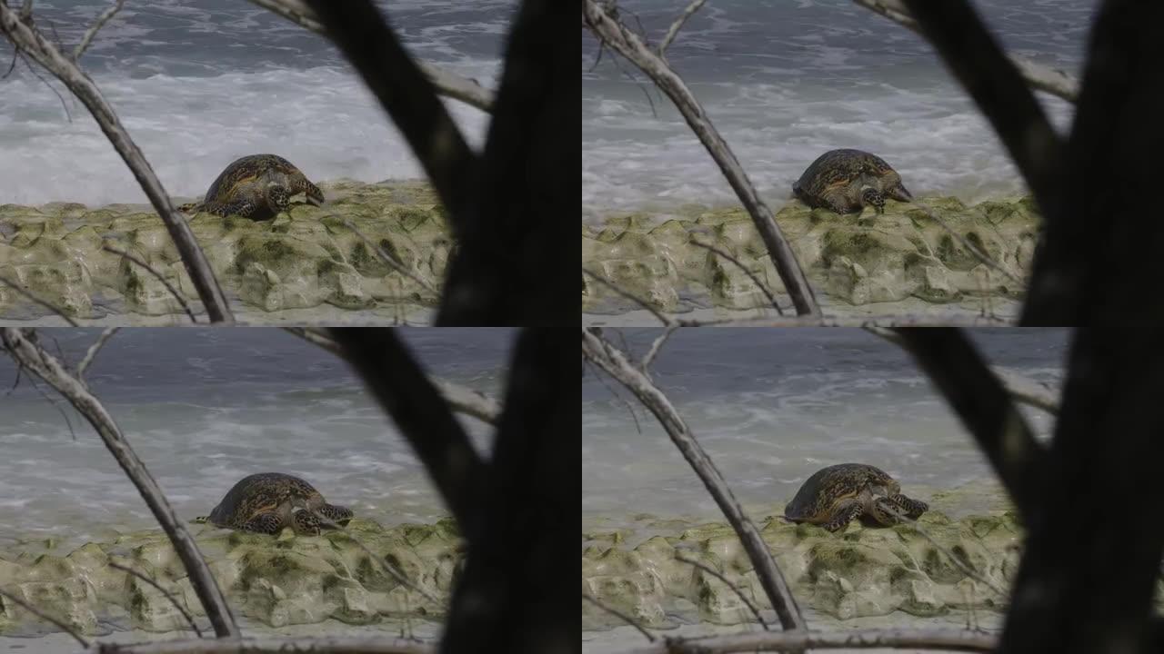 塞舌尔表哥岛上濒临灭绝的玳瑁筑巢