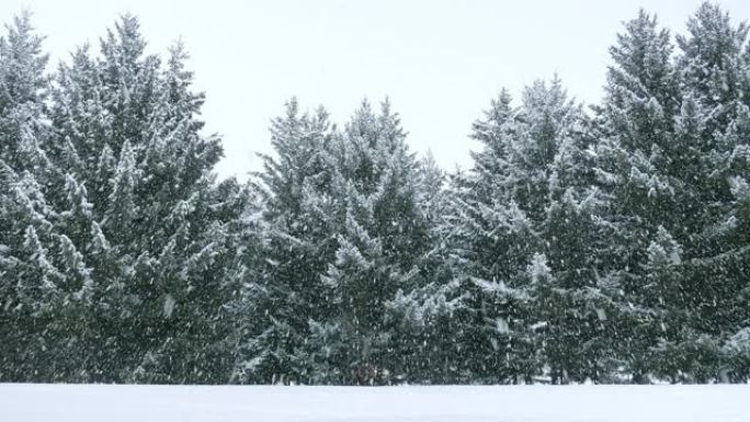 雪落在针叶树上慢镜头鹅毛大雪暴雪