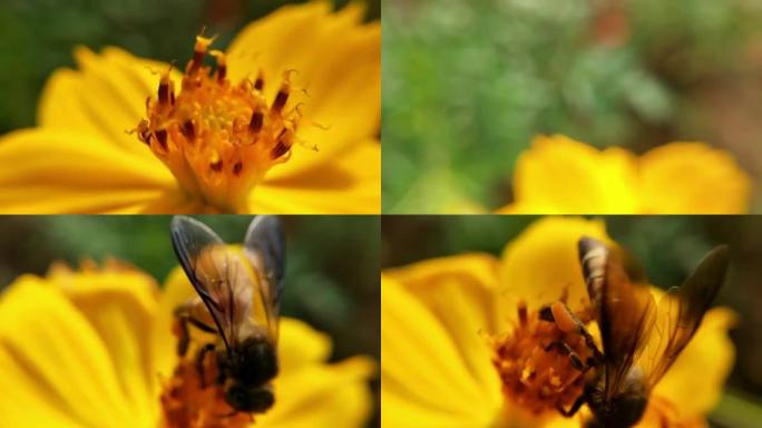 蜜蜂采集蜂蜜和花蜜。大黄蜂爬到黄花旁，在公园里摇着身子。蜜蜂收集花蜜或蜂蜜在黄色蒲公英股票视频，小勤