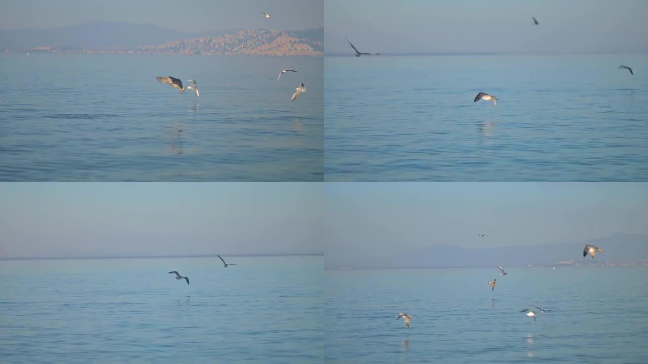 海鸥在海上飞行