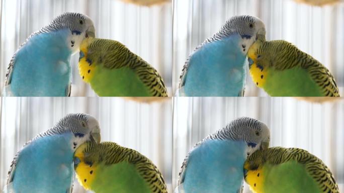 两个虎皮鹦鹉在鸟笼中亲吻和假装