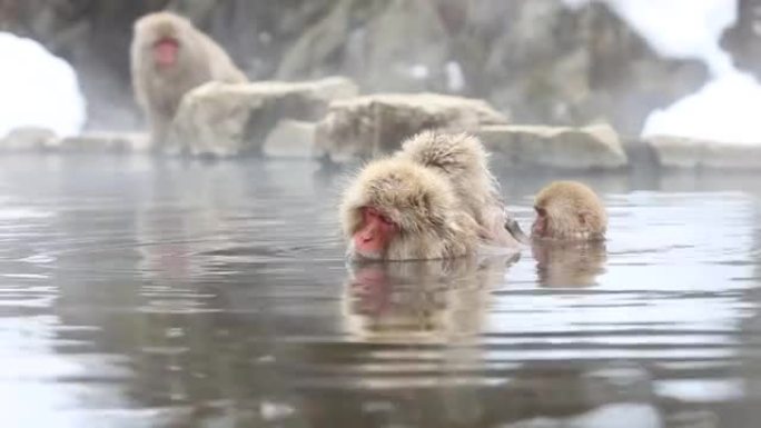冬天在温泉中沐浴的野猴。