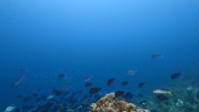 库拉索岛加勒比海珊瑚礁绿松石水中的蓝塘学校