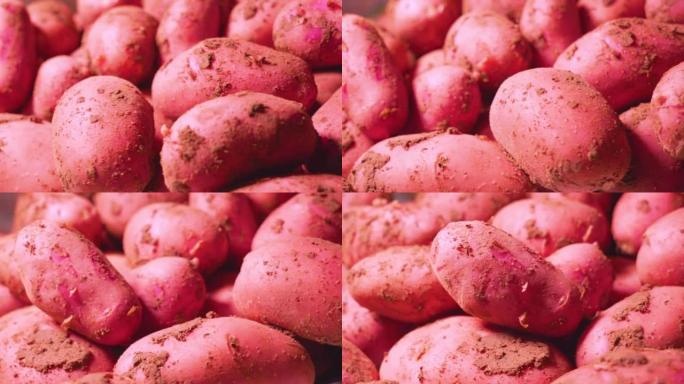 土壤中的有机新鲜马铃薯。红薯旋转平稳。