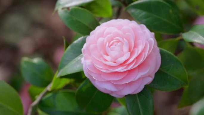 盛开美丽的粉红色山茶花