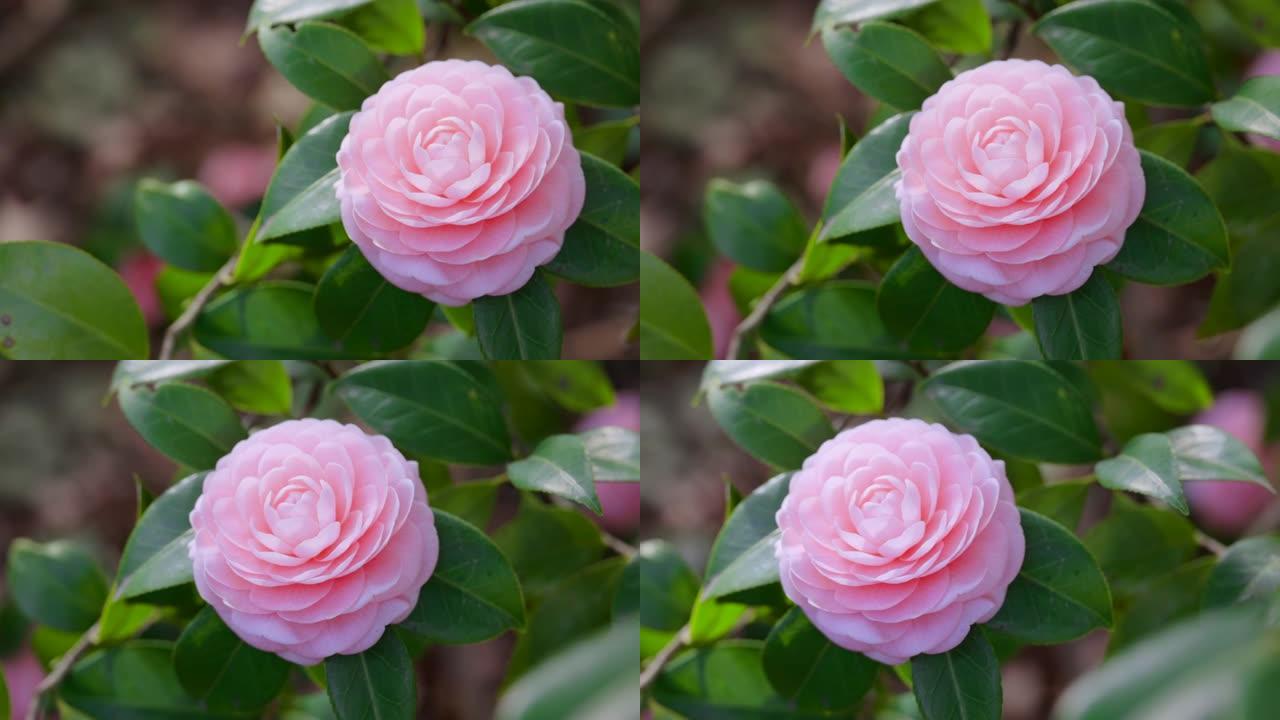 盛开美丽的粉红色山茶花