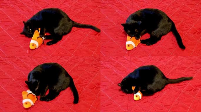 猫玩泰迪鱼