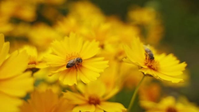 夏天花在花上的蜜蜂。蜂蜜昆虫从美丽的黄色花朵上收集花粉。特写。授粉和花。