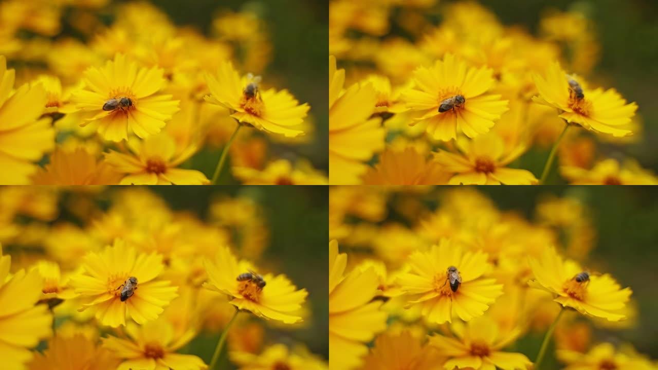 夏天花在花上的蜜蜂。蜂蜜昆虫从美丽的黄色花朵上收集花粉。特写。授粉和花。