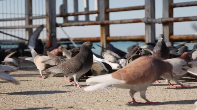 一群饥饿的鸽子在码头上吃和喂食一块面包和鸟籽