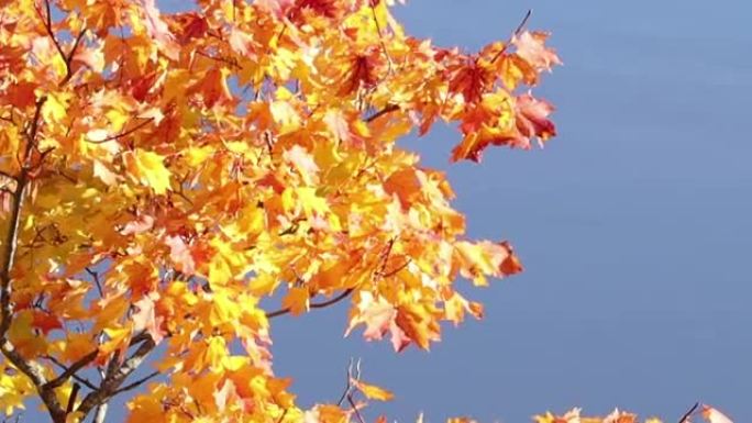 微风中明亮的秋天枫叶