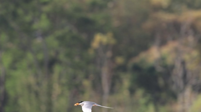 黄嘴河燕鸥在傣族村寨旁飞行的升格视频