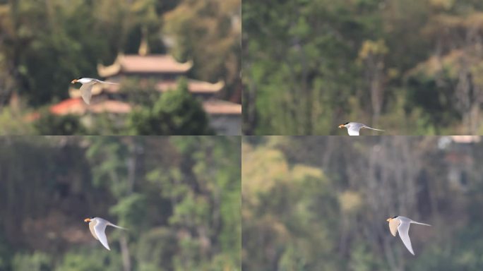 黄嘴河燕鸥在傣族村寨旁飞行的升格视频