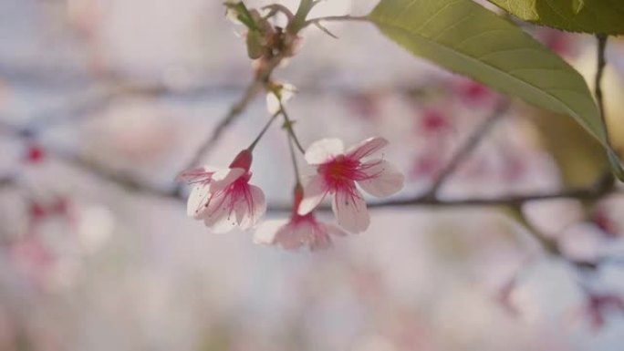 蓝天樱花树。花开粉色花树叶