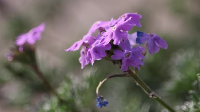 常绿花