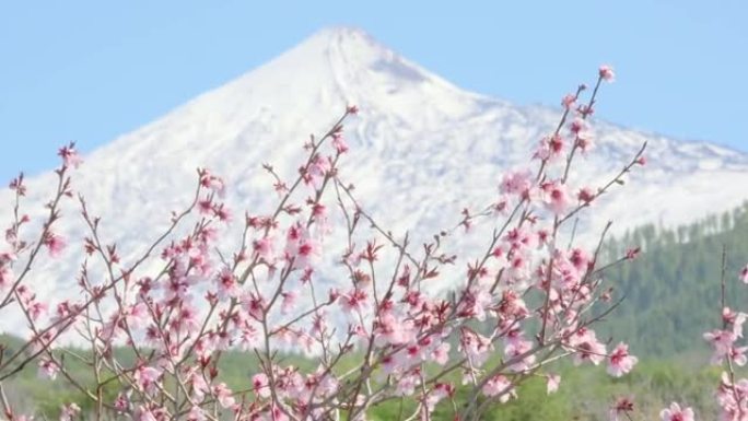 粉红色的杏仁或樱花在白雪覆盖的火山峰上